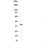 Western blot testing of HIF-1 alpha antibody and recombinant human protein (0.5ng)