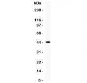 Western blot testing of MFN2 antibody and recombinant human protein (0.5ng)