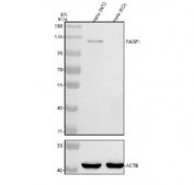 Western blot testing of human HeLa-WT and HeLa-GPX4 KO cell lysate with PARP antibody.