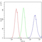 Flow cytometry testing of human HepG2 cells with ApoE antibody at 1ug/million cells (blocked with goat sera); Red=cells alone, Green=isotype control, Blue= ApoE antibody.