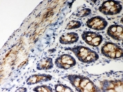 IHC-P testing of rat intestine tissue. HIER: steamed with pH6 citrate buffer.