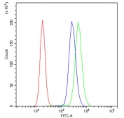 Flow cytometry testing of human A431 cells with HSP60 antibody at 1ug/10^6 cells (blocked with goat sera); Red=cells alone, Green=isotype control, Blue= HSP60 antibody.
