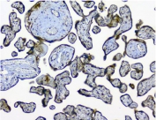 IHC staining of FFPE human placenta with NMI antibody. HIER: boil tissue sections in pH8 EDTA for 20 min and allow to cool before testing.