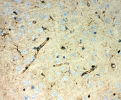 IHC-P testing of mouse brain tissue with PRDX1 antibody. HIER: steamed with pH6 citrate buffer.
