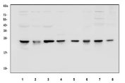 Western blot testing of 1) rat kidney, 2) rat testis, 3) rat liver, 4) rat PC-12, 5) mouse kidney, 6) mouse testis, 7) mouse liver and 8) mouse RAW264.7 cell lysate with PRDX1 antibody. Expected molecular weight: ~22 kDa.