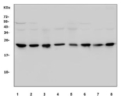 Western blot testing of human 1) Raji, 2) Jurkat, 3) MDA-MB-453, 4) HeLa, 5) HepG2, 6) HEK293, 7) human placenta and 8) A549 cell lysate with PRDX1 antibody. Expected molecular weight: ~22 kDa.