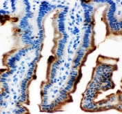 IHC staining of FFPE mouse colon tissue with SERPINB5 antibody. HIER: boil tissue sections in pH8 EDTA for 20 min and allow to cool before testing.