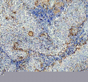 IHC staining of FFPE human tonsil tissue with P-Selectin antibody, HRP-labeled secondary and DAB substrate. HIER: boil tissue sections in pH8 EDTA for 20 min and allow to cool before testing.