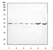 Western blot testing of 1) human SiHa, 2) human U-251, 3) human U-2 OS, 4) human A549, 5) rat lung, 6) rat kidney and 7) mouse kidney tissue lysate with CCN1 antibody. Predicted molecular weight ~42 kDa.