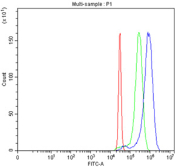 Flow cytometry testing of fixed and permeabilized human HeLa cells with ARID1A antibody at 1ug/million cells (blocked with goat sera); Red=cells alone, Green=isotype control, Blue= ARID1A antibody.