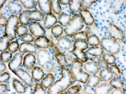 IHC testing of FFPE mouse kidney with SLC22A2 antibody. HIER: Boil the paraffin sections in pH 6, 10mM citrate buffer for 20 minutes and allow to cool prior to staining.