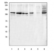 Western blot of 1) human HeLa, 2) human 293T, 3) human PC-3, 4) monkey COS7, 5) rat L6 and 6) mouse NIH 3T3 cell lysate with CLOCK antibody. Predicted molecular weight ~95 kDa but routinely observed at 95-110 kDa.