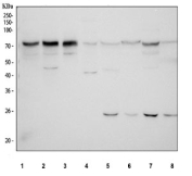 Western blot testing of 1) human U-251, 2) human HeLa, 3) human 293T, 4) human HaCaT, 5) rat testis, 6) rat liver, 7) mouse testis and 8) mouse liver tissue lysate with PRC1 antibody. Expected molecular weight ~70-80 kDa, may be observed as a doublet.