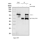 Immunoprecipitation of PRC1 protein from 500ug of human 293T whole cell lysate with 2ug of PRC1 antibody.