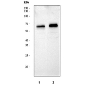 Western blot testing of 1) rat brain and 2) mouse brain lysate with PAK3 antibody. Expected/observed molecular weight ~62 kDa.
