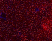 Immunofluorescent staining of FFPE mouse liver with ABCB11 antibody (red) and DAPI counterstain (blue). HIER: Boil the paraffin sections in pH 6, 10mM citrate buffer for 20 minutes and allow to cool prior to staining.