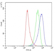 Flow cytometry testing of human HeLa cells with AIF antibody at 1ug/million cells (blocked with goat sera); Red=cells alone, Green=isotype control, Blue= AIF antibody.