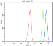 Flow cytometry testing of fixed and permeabilized human MCF7 cells with SOD1 antibody at 1ug/million cells (blocked with goat sera); Red=cells alone, Green=isotype control, Blue= SOD1 antibody.
