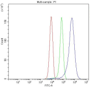 Flow cytometry testing of fixed human HepG2 cells with Ceruloplasmin antibody at 1ug/million cells (blocked with goat sera); Red=cells alone, Green=isotype control, Blue= Ceruloplasmin antibody.
