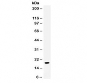 Western blot testing of human MCF7 cell lysate with NAP-2 antibody. Predicted molecular weight: 8~14 kDa.