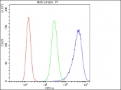 Flow cytometry testing of human A431 cells with Cystatin B antibody at 1ug/million cells (blocked with goat sera); Red=cells alone, Green=isotype control, Blue= Cystatin B antibody.