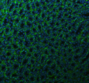 Immunofluorescent staining of FFPE rat kidney tissue with ATP1A1 antibody (green) and DAPI nuclear stain (blue). HIER: steam section in pH8 EDTA buffer for 20 min.