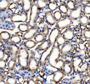 IHC staining of FFPE mouse kidney tissue with ATP1A1 antibody. HIER: boil tissue sections in pH8 EDTA for 20 min and allow to cool before testing.