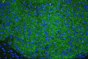 Immunofluorescent staining of FFPE mouse brain tissue with Tyrosine Hydroxylase antibody (green) and DAPI nuclear stain (blue). HIER: steam section in pH8 EDTA buffer for 20 min.