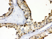 IHC testing of FFPE human testis with HSP90 alpha antibody. HIER: Boil the paraffin sections in pH 6, 10mM citrate buffer for 20 minutes and allow to cool prior to staining.