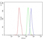 Flow cytometry testing of human SiHa cells with HSP90 alpha antibody at 1ug/million cells (blocked with goat sera); Red=cells alone, Green=isotype control, Blue= HSP90 alpha antibody.