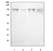 Western blot testing of 1) human HepG2, 2) human K562, 3) rat C6 and 4) mouse NIH 3T3 cell lysate with THBS1 antibody. Expected molecular weight: 130-200 kDa depending on glycosylation level.