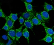 Immunofluorescent staining of FFPE human MCF7 cells with HSP70 antibody (green) and DAPI nuclear stain (blue). HIER: steam section in pH6 citrate buffer for 20 min.