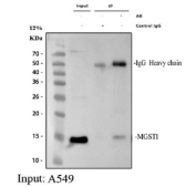 Immunoprecipitation of MGST1 protein from 500ug of human A549 whole cell lysate with 2ug of MGST1 antibody.