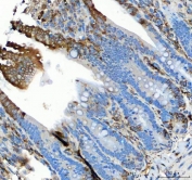 IHC staining of FFPE rat colon tissue with GRP78 antibody. HIER: boil tissue sections in pH8 EDTA for 20 min and allow to cool before testing.