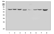 Western blot testing of 1) human HeLa, 2) human HepG2, 3) human Caco-2, 4) human A549, 5) human ThP-1, 6) human K562, 7) human PC-3 and 8) human U-87 MG cell lysate with HSC70 antibody. Predicted molecular weight ~71 kDa, routinely observed at 70-73 kDa.