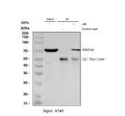 Immunoprecipitation of HSC70 protein from 500ug of human A549 whole cell lysate with 2ug of HSC70 antibody.