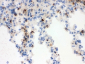 IHC testing of frozen mouse lung tissue with Lipocalin 2 antibody.
