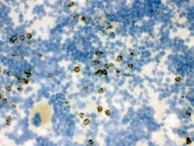 IHC testing of frozen rat spleen tissue with Lipocalin 2 antibody.