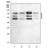 Western blot testing of human 1) HeLa, 2) K562, 3) A549 and 4) A431 cell lysate with CD46 antibody. Observed molecular weight: 41~70 kDa depending on glycosylation level.