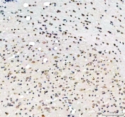 IHC staining of FFPE mouse cerebellum tissue with LMNB1 antibody. HIER: boil tissue sections in pH8 EDTA for 20 min and allow to cool before testing.