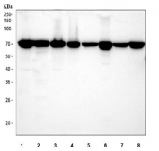 Western blot testing of 1) human U-2 OS, 2) human ThP-1, 3) human A431, 4) human RT4, 5) rat brain, 6) rat lung, 7) mouse brain and 8) mouse lung tissue lysate with LMNB1 antibody. Predicted molecular weight ~66 kDa.
