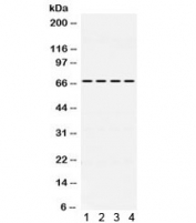 Western blot testing of 1) rat brain, 2) mouse brain, 3) human U87 and 4) human HeLa lysate with NUR77 antibody. Expected/observed molecular weight ~67 kDa.