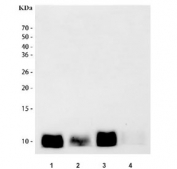 Western blot testing of 1) rat spleen, 2) rat thymus, 3) mouse spleen and 4) mouse thymus tissue lysate with S100A8 antibody. Predicted molecular weight ~11 kDa.