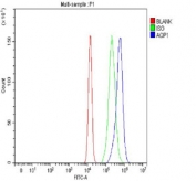 Flow cytometry testing of human U-2 OS cells with Aquaporin 1 antibody at 1ug/million cells (blocked with goat sera); Red=cells alone, Green=isotype control, Blue= Aquaporin 1 antibody.