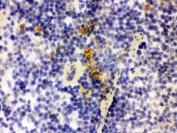 IHC testing of frozen mouse spleen tissue with LCN2 antibody.