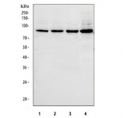 Western blot testing of human 1) HepG2, 2) Caco-2, 3) A549 and 4) SH-SY5Y cell lysate with SERT antibody. Expected molecular weight: ~70/85-95 kDa (unmodified/glycosylated).