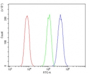 Flow cytometry testing of human A431 cells with ADRA1A antibody at 1ug/million cells (blocked with goat sera); Red=cells alone, Green=isotype control, Blue= ADRA1A antibody.