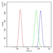 Flow cytometry testing of human U-2 OS cells with EPHB1 antibody at 1ug/10^6 cells (blocked with goat sera); Red=cells alone, Green=isotype control, Blue= EPHB1 antibody.