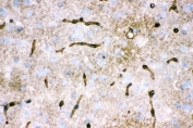 IHC testing of frozen rat brain with AQP4 antibody.