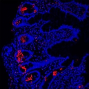 Immunofluorescent staining of FFPE human ileum with Lysozyme antibody (red) and DAPI (blue). HIER: Boil the paraffin sections in pH 6, 10mM citrate buffer for 20 minutes and allow to cool prior to staining.